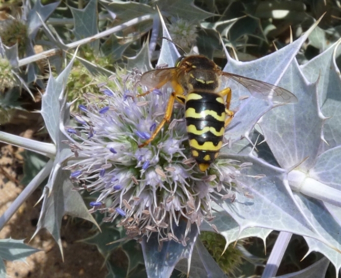 Bembix bidentata (Crabronidae)